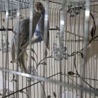 مرغ عشق رنگ خاص