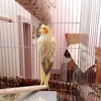 معاوضه عروس