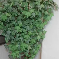 درختچه مصنوعی