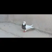 کفتر|پرنده|شیراز, شاهچراغ|دیوار