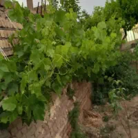 فروش باغ ویلایی|فروش خانه و ویلا|شبستر, |دیوار