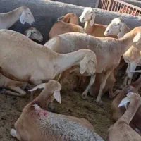 نیاز به یک چوپان
