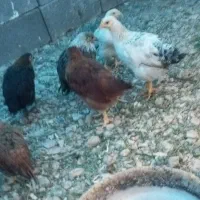 مرغ و خروس گلپایگانی