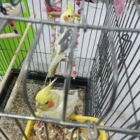 چند عدد عروسی هلندی مولد فروشی