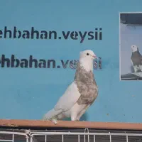 پرنده طوقی فروشی