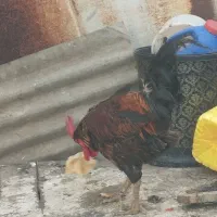 خروس با اردک نر