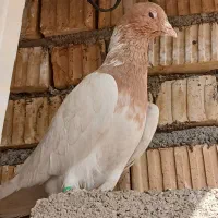 کبوتر نر