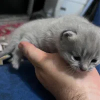 واگذاری گربه اسکاتیش چین چیلا