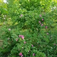 ۲۱۱۴ متر کوهسار شنده