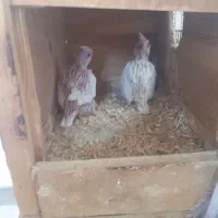 جفت عروس هلندی مولد|پرنده|دهق, |دیوار