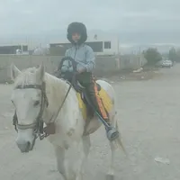 اسب نژاددار