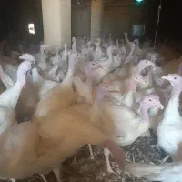 فروش کود بوقلمون