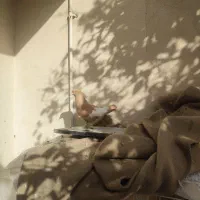 تعدادی رنگی خوب