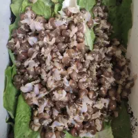 حلزون آلبینو|خزنده|تبریز, |دیوار