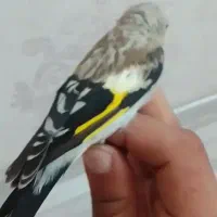 سهره نر سیبیل زده رنگ فوق روشن