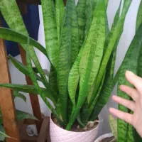 گل و گیاه|گل مصنوعی|مشهد, کارگران|دیوار