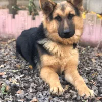 ژرمن شپرد ماده