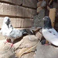 پرنده فروشی میرآباد کردشت|پرنده|ریگان, |دیوار