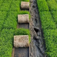 تیم بذر آماده نشا دستگاهی