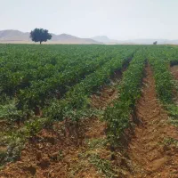 چاه عمیق اجاره ای خواهش شرایط بخون اول|اجارهٔ دفتر صنعتی، کشاورزی، تجاری|دهگلان, |دیوار