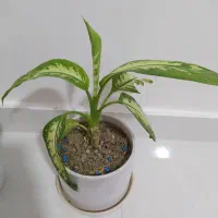 چند عدد گل وگلدان|گل و گیاه طبیعی|بوکان, |دیوار