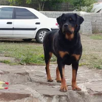 فروش روت اصل روسیه(ماده)|سگ|کلاردشت, |دیوار