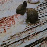 خرگوش مینیاتوری|موش و خرگوش|پیشوا, |دیوار