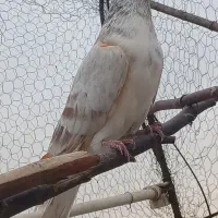 کفتر پرشی|پرنده|محمدشهر, محمدشهر|دیوار