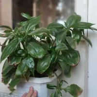 گل آپارتمانی|گل و گیاه طبیعی|مراغه, |دیوار