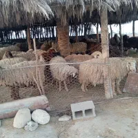 فروش میش و کره|حیوانات مزرعه|خورموج, |دیوار