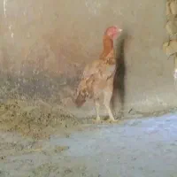 مرغ لاری اصیل