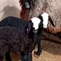 ۵۰ عدد گوسفند وبره قوچ شالـین|حیوانات مزرعه|کرمان, |دیوار