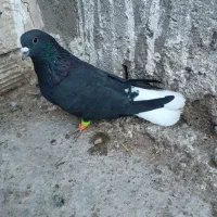 زاغ دم سفیدکرمانی عطیقه