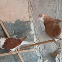 کبوتر
