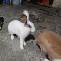 خرگوش خانگی|موش و خرگوش|ایذه, |دیوار