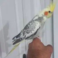 عروس هلندی خوش رنگ