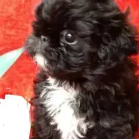 شیتزو مالتیز ماده