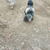 خروس لاری|حیوانات مزرعه|ماکلوان, |دیوار