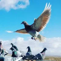 کبوتر یا کفتر