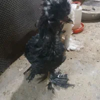 فروش خروس لهستانی