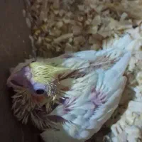 جوجه عروس هلندی