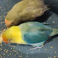 طوطی کوتوله برزیلی|پرنده|برازجان, |دیوار