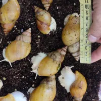 حلزون آلبینو آچاتیا