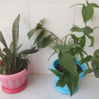 گل با گلدان فقط ۷۰ تومان