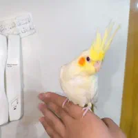 عروس هلندی و مینافوق دستی رنگ فوق زعفرونی سخنگو|پرنده|خمینیشهر, |دیوار