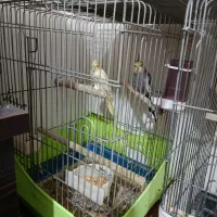 پرنده معاوضه ای با سگ