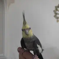 عروس هلندی آواز خون|پرنده|تبریز, |دیوار