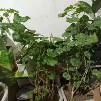 گل های شمعدانی الوورا کاکتوس