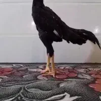 خروس مرغ لاری اوشامو|حیوانات مزرعه|شیراز, کوشک میدان|دیوار