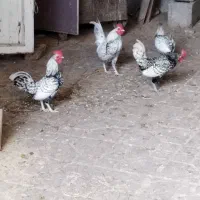 مرغ و خروس سبرایت|حیوانات مزرعه|آستانه اشرفیه, |دیوار